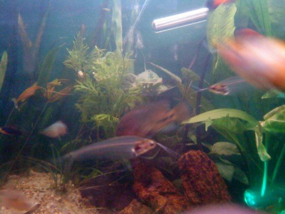 freshwater fish - kryptopterus bicirrhis - ghost glass cat stocking in 80 gallons tank - Glass catfish and friends...
