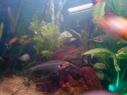 freshwater fish - kryptopterus bicirrhis - ghost glass cat stocking in 80 gallons tank - Glass catfish and friends...