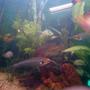 freshwater fish - kryptopterus bicirrhis - ghost glass cat stocking in 80 gallons tank - Glass catfish and friends...