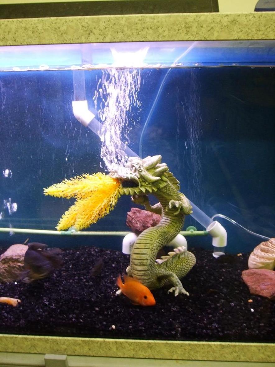 125 gallons freshwater fish tank (mostly fish and non-living decorations) - My fire breathing dragon.