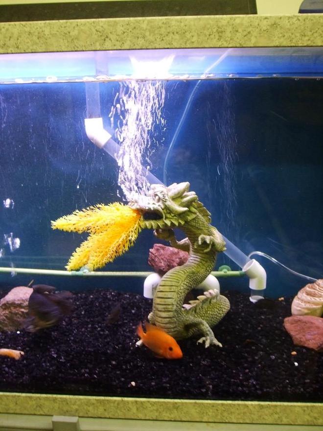 125 gallons freshwater fish tank (mostly fish and non-living decorations) - My fire breathing dragon.
