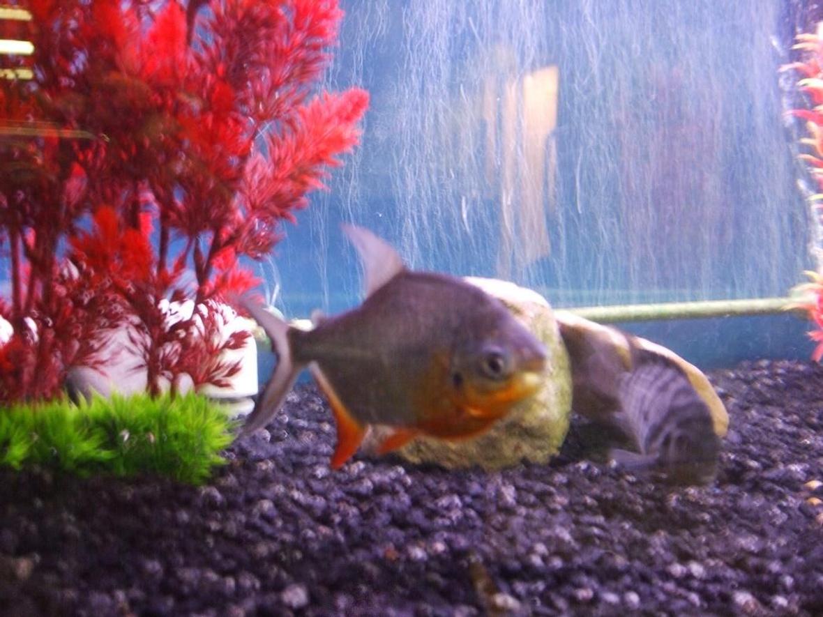 freshwater fish - piaractus brachypomum - red belly pacu stocking in 125 gallons tank - Red Belly Pacu