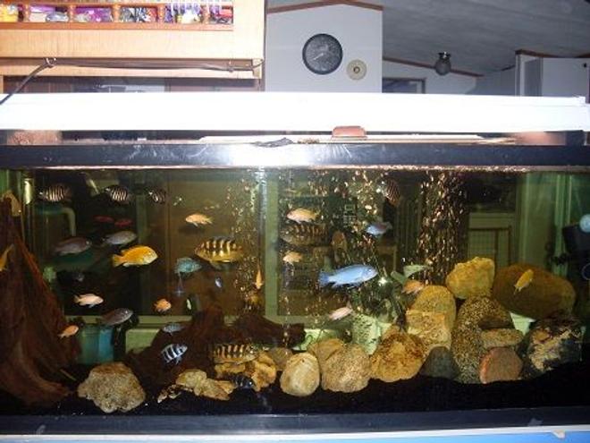55 gallons freshwater fish tank (mostly fish and non-living decorations) - 55gal