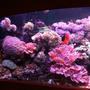 fish tank picture - A picture of the left side of the tank, mostly assorted torches and lettuce coral