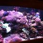 fish tank picture - assorted corals and fish (right side of tank)