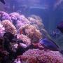 fish tank picture - looking down the far side of the tank, can see some fish and corals, sorry for the blurriness and water clarity, i had just fed them and they were in a frenzy.