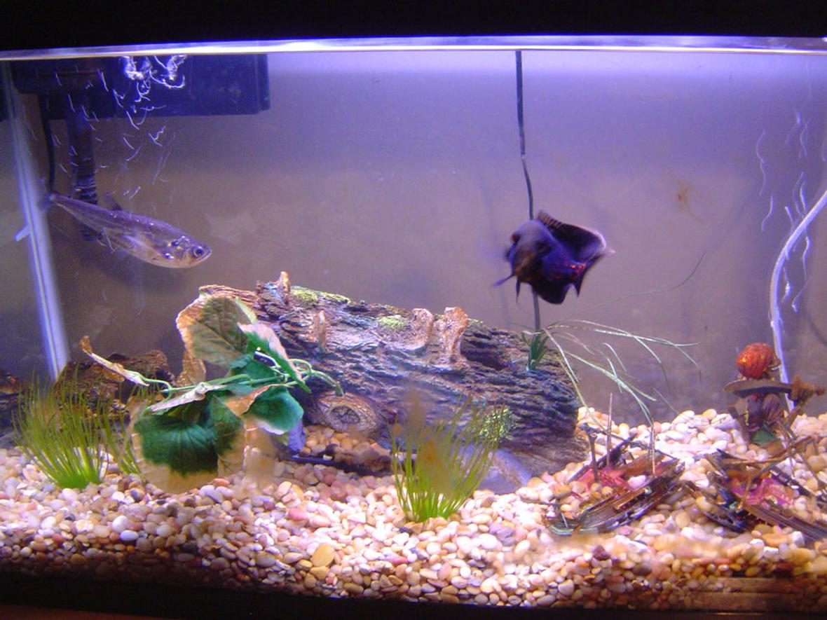 29 gallons freshwater fish tank (mostly fish and non-living decorations) - 1 Tiger Oscar 1 Sabre Tooth Tetra Use the Interactive Fish Trap to catch feeders for the predators!