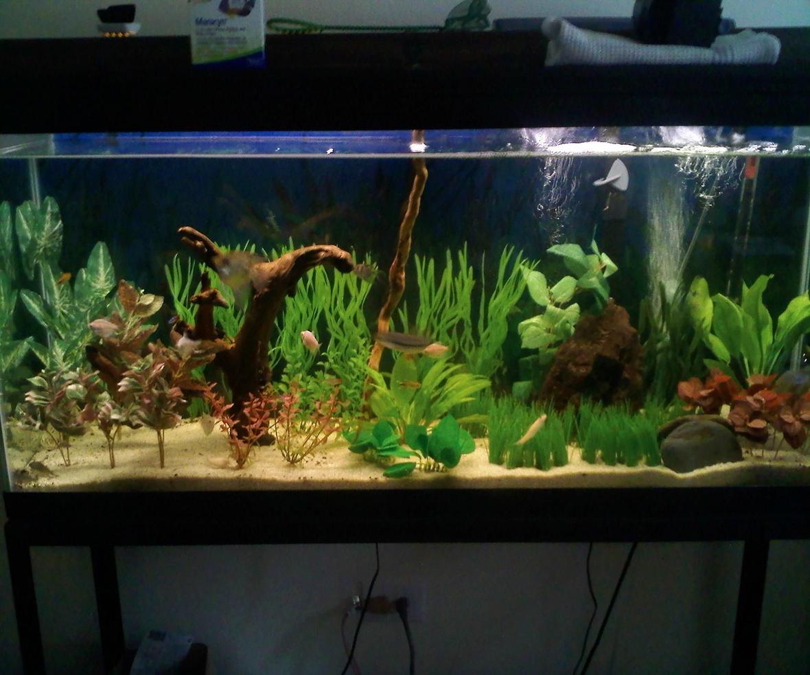 55 gallons freshwater fish tank (mostly fish and non-living decorations) - 55G Includes- -Marineland 350 power filter (wating to get money for a better filter) -Aquarium 55g Heater - 2 Whisper Air Pumps - Cheap Flora Glo 48" Light - 50$ stand fish include: 2 angles, 17 assorted tetras, 3 corys, 5 otos, 2 shrimp, etc.