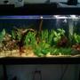 55 gallons freshwater fish tank (mostly fish and non-living decorations) - 55G Includes- -Marineland 350 power filter (wating to get money for a better filter) -Aquarium 55g Heater - 2 Whisper Air Pumps - Cheap Flora Glo 48" Light - 50$ stand fish include: 2 angles, 17 assorted tetras, 3 corys, 5 otos, 2 shrimp, etc.