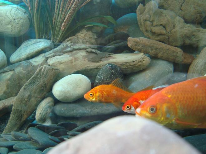 freshwater fish - carassius auratus - goldfish stocking in 30 gallons tank - Fish