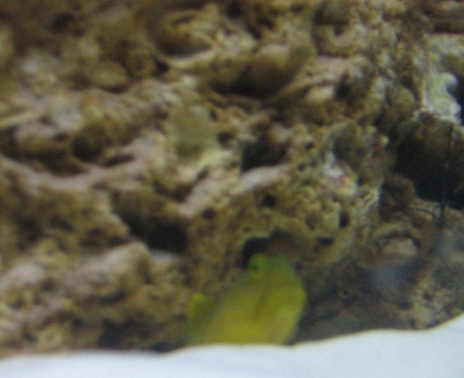 saltwater fish - cryptocentrus cinctus - yellow watchman goby stocking in 14 gallons tank - my yellow watchman goby
