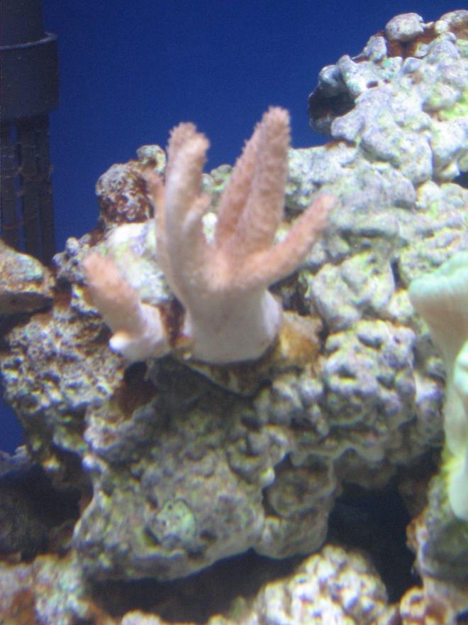 corals inverts - sinularia sp. - finger leather coral stocking in 14 gallons tank - pink finger leather coral