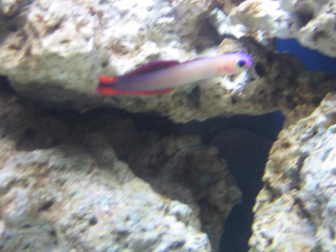 saltwater fish - nemateleotris decora - firefish, purple stocking in 14 gallons tank - purple firefish