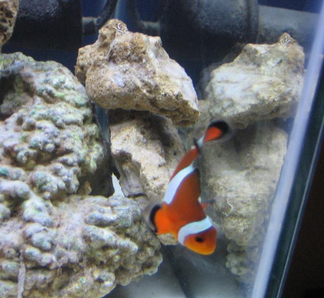 saltwater fish - amphiprion ocellaris - ocellaris clownfish stocking in 14 gallons tank - false percula clownfish
