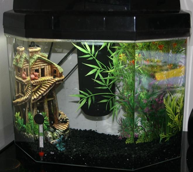 5 gallons freshwater fish tank (mostly fish and non-living decorations) - 5 Gal. Fish tank I bought from PetSmart. Perfect. Tank sits on my bed side dresser. I do not have a stand for it. Has small mini heater designed for smaller tanks and a Tetra Whisper filter which takes medium sized filter pads. The same filter replacements used for 10 gal. tank filters. Also contains a bubble maker that goes beneath the gravel. I do not know the dimensions of my fish tank. I have not measured it.