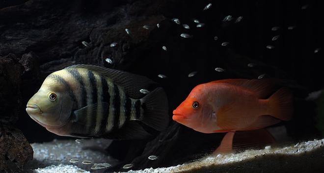 freshwater fish - amphilophus labiatus - red devil - Amarillo and Red Devil guarding fry.  This pic made it into the October issue of TFH magazine.  :)