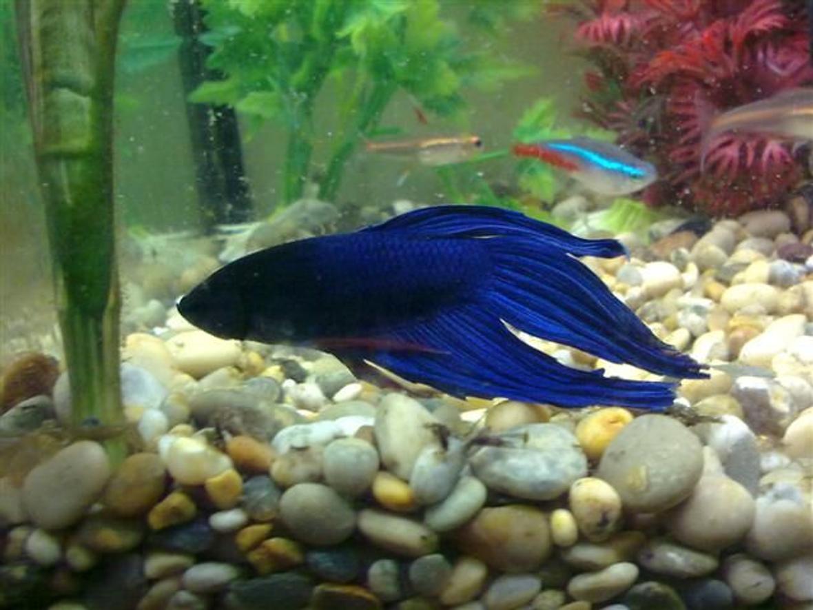 freshwater fish - betta splendens - betta - male stocking in 8 gallons tank - Blue betta