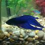 freshwater fish - betta splendens - betta - male stocking in 8 gallons tank - Blue betta