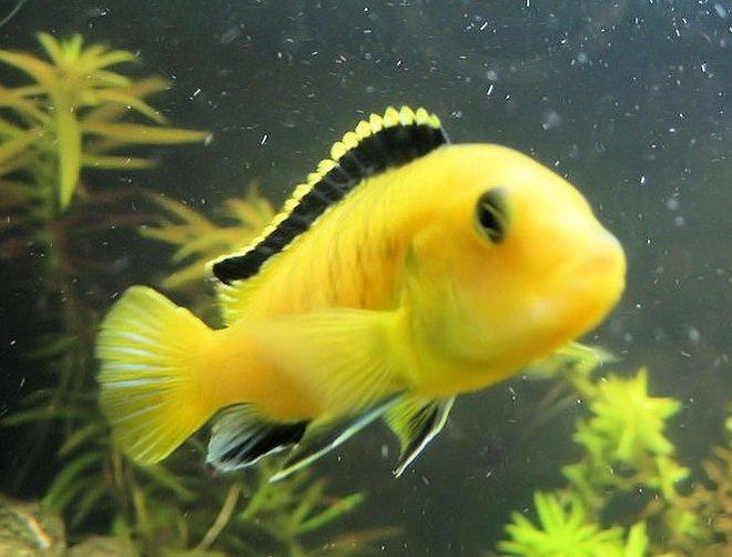 freshwater fish - labidochromis caeruleus - electric yellow cichlid stocking in 75 gallons tank - electric yellow