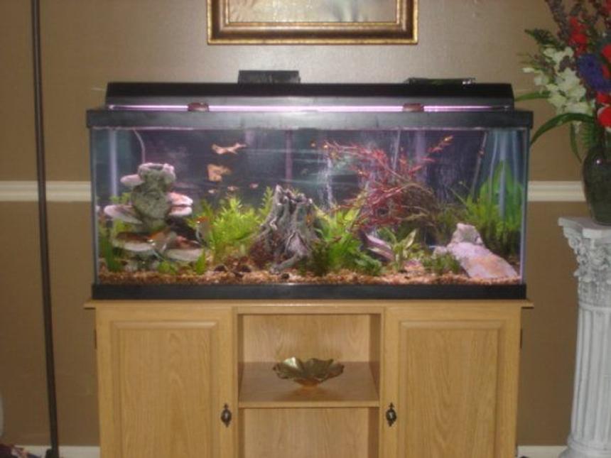 Rated #2527: 75 Gallons Freshwater Fish Tank - 75 gall. freshwater
