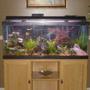 75 gallons freshwater fish tank (mostly fish and non-living decorations) - 75 gall. freshwater