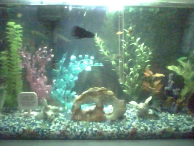 35 gallons freshwater fish tank (mostly fish and non-living decorations) - my fish tank