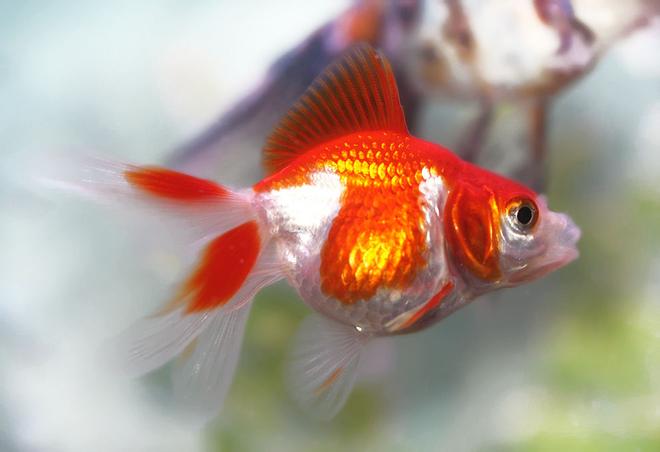 freshwater fish - carassius auratus - red & white ryukin goldfish stocking in 72 gallons tank - red ryukin