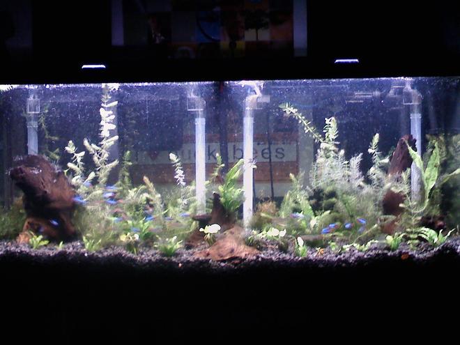 55 gallons planted tank (mostly live plants and fish) - Discus Tank