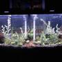 55 gallons planted tank (mostly live plants and fish) - Discus Tank