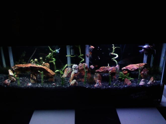 55 gallons planted tank (mostly live plants and fish) - Angle Tank
40 Gallon Long

6 Angels
5 Albino Cory Cars
1 Serpae Tetra
3 White Skirt Tetras
1 Plecostomus 
1 Flounder
1 Black Swordtail

Black Gravel
Flint Rocks
Bamboo
Java Moss
Java Swoard