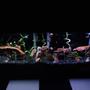 55 gallons planted tank (mostly live plants and fish) - Angle Tank 40 Gallon Long 6 Angels 5 Albino Cory Cars 1 Serpae Tetra 3 White Skirt Tetras 1 Plecostomus 1 Flounder 1 Black Swordtail Black Gravel Flint Rocks Bamboo Java Moss Java Swoard
