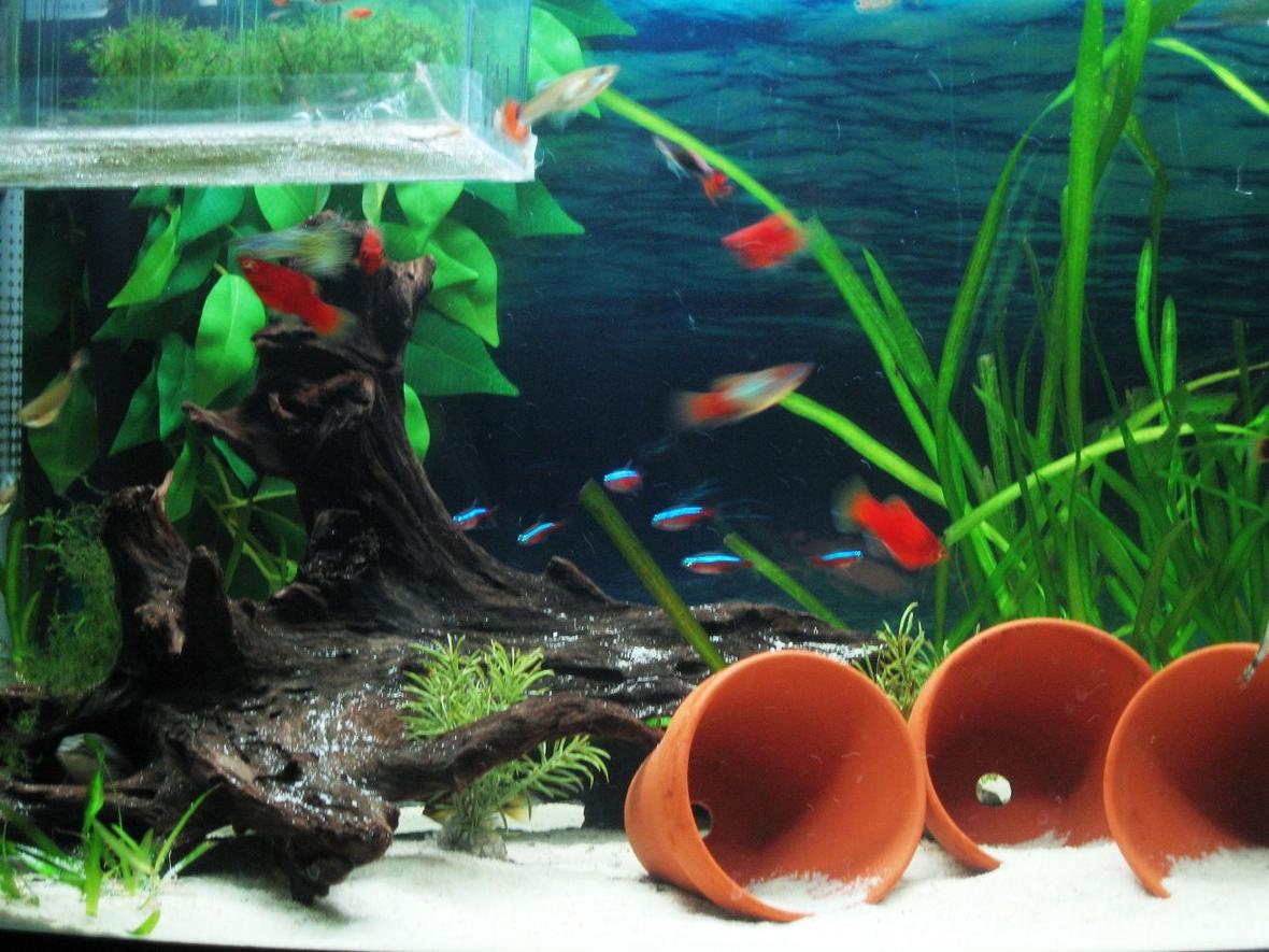 fish tank picture - closer view