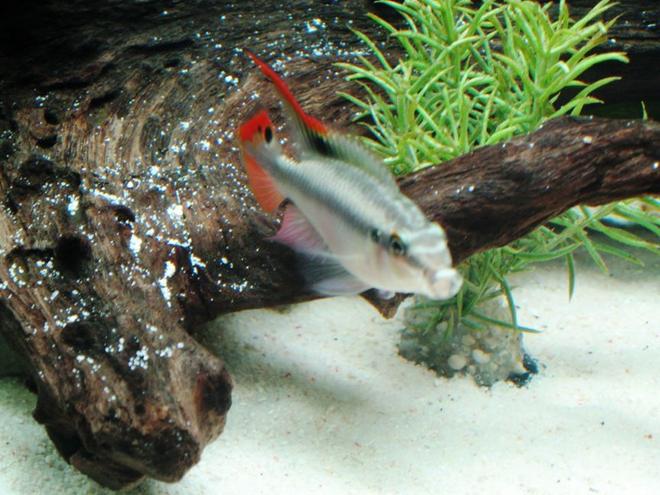 freshwater fish - pelvicachromis pulcher - kribensis cichlid stocking in 17 gallons tank - Male Krib.