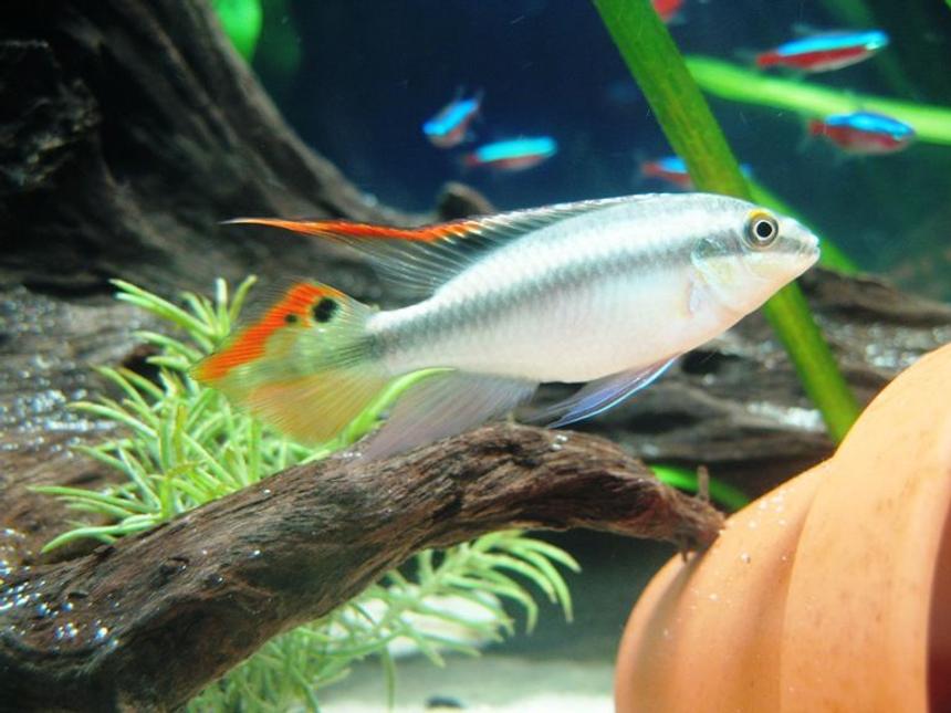 Rated #14: Freshwater Fish - Pelvicachromis Pulcher - Kribensis Cichlid Stocking In 17 Gallons Tank - Male Pelvicachromis pulcher...my cute lil' guy!