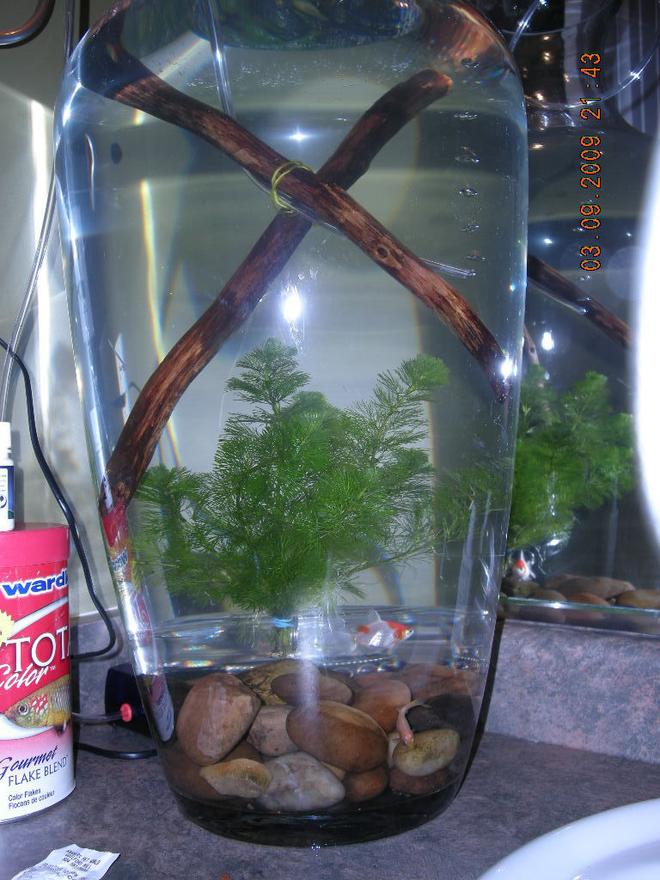 6 gallons freshwater fish tank (mostly fish and non-living decorations) - Fish tank in large vase,might catch on as a trend.Uploaded by twurlurmind september 3 2009.Alls good and all is well.