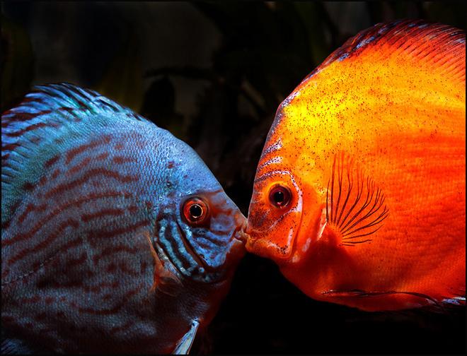freshwater fish - symphysodon sp. - yellow marlboro discus stocking in 180 gallons tank - A couple of my Discus getting to know each other, nothing has come of it.