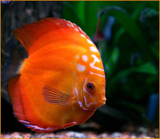 freshwater fish - symphysodon sp. - red marlboro discus stocking in 180 gallons tank - Full Grown Red Marlboro, he is about
7 years old now.