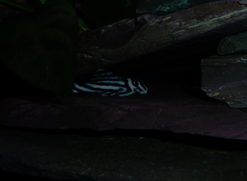 Rated #129: Freshwater Fish - Hypancistrus Zebra - Zebra Pleco, True (l-46) Stocking In 28 Gallons Tank - One of my Zebras