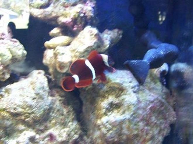 saltwater fish - premnas biaculeatus - yellowstripe maroon clownfish stocking in 20 gallons tank - Yellow Strip Maroon Clown
