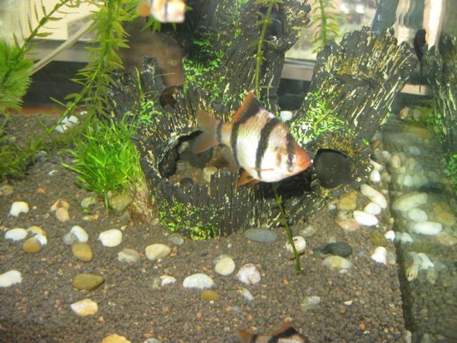 freshwater fish - puntius tetrazona - tiger barb stocking in 30 gallons tank - this photo shows the current problem I have with a white spot on my tiger - any help gratefully appreciated