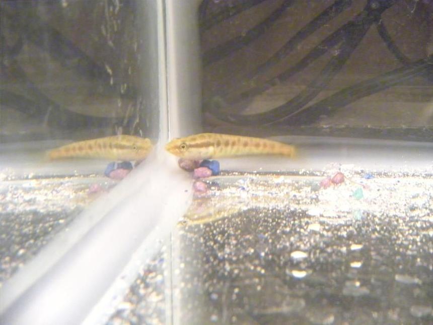 Rated #264: Freshwater Fish - Channa Argus - Northern Snakehead Stocking In 28 Gallons Tank - Northern Snakehead just shy of 1 month old