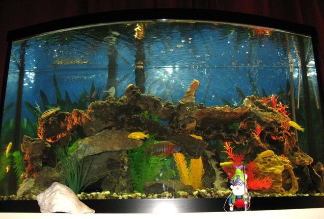 46 gallons freshwater fish tank (mostly fish and non-living decorations) - My first Cichlid tank