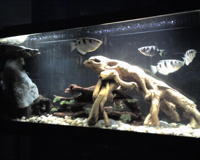 5 gallons freshwater fish tank (mostly fish and non-living decorations) - 55 gallon tank 4 archers