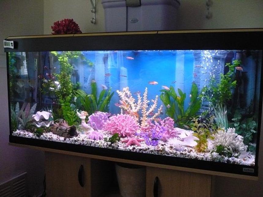 Rated #1212: 55 Gallons Freshwater Fish Tank - my tank