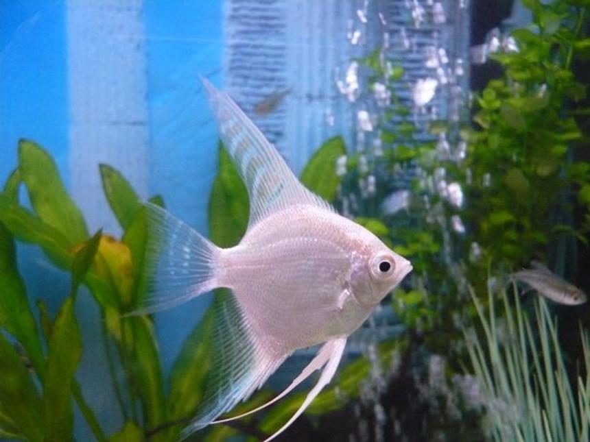 Rated #478: Freshwater Fish - Pterophyllum Sp. - Albino Angel Stocking In 55 Gallons Tank - white angel fish