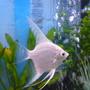 freshwater fish - pterophyllum sp. - albino angel stocking in 55 gallons tank - white angel fish