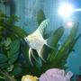 freshwater fish - pterophyllum sp. - gold veil angel stocking in 55 gallons tank - another white angel fish picture