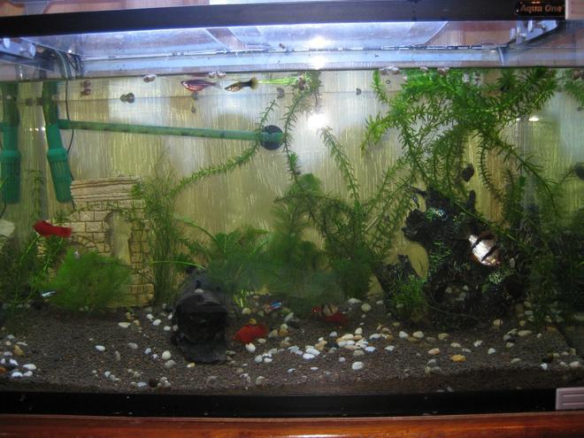 30 gallons freshwater fish tank (mostly fish and non-living decorations) - starting out