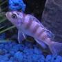freshwater fish - metriaclima lombardoi - kenyi cichlid stocking in 29 gallons tank - My Chilclid