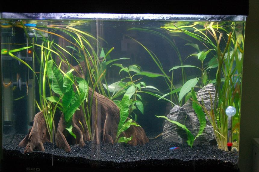 Rated #132: 23 Gallons Planted Tank - Aqua One AR620.
90 Litres / 23 Gallon
3 Days After Setup